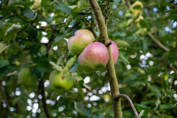 Obraz premium Ripe apples on old apple tree in garden along Mosellle river, Germany, harvest time in september