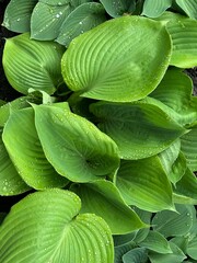 Obraz premium Hosta blueberry waffles plant with green leaves 