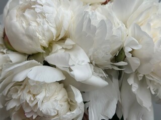 Fresh white peonies close up © Natalia