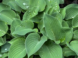 Hosta blueberry waffles plant with green leaves
