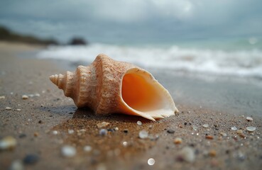 Large spiral seashell rests on wet sandy beach near gentle ocean waves. Shell reveals inner structure with soft light. Shoreline scene has small pebbles and shell fragments scattered.