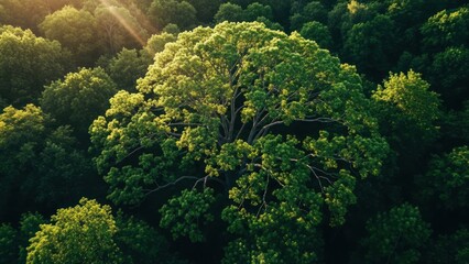 Aerial view of sunlight streaming through a lush green forest, focusing on a large tree