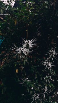 White catnip flowers blooming in lush green foliage Created with RNI Films app. Profile 'Agfa Optima 200 v.2'