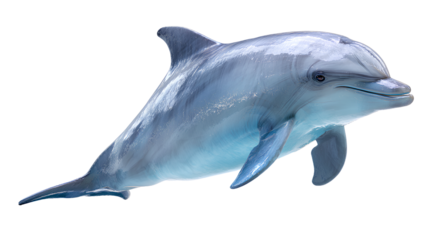 Realistic Dolphin PNG – High Resolution Blue Dolphin Illustration on Transparent Background
