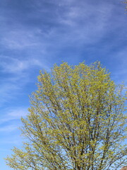 Fototapeta premium autumn trees against blue sky