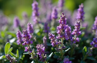 Obraz premium Close up view of blooming Mediterranean thyme with small purple flowers and green leaves in daylight. Aromatic plant grows wild on the coast.