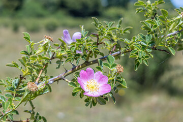 Pilen, Cauquenes, Chile – December 6, 2025: A rosehip flower in full bloom, with delicate pink...