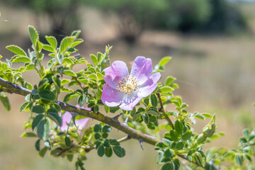 Pilen, Cauquenes, Chile – December 6, 2025: A rosehip flower in full bloom, with delicate pink...