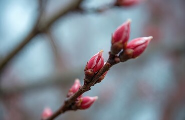 Pink tree buds emerge on a bare branch against a soft blurred background. Delicate buds show early signs of spring growth. New life begins as winter fades. Macro shot of nature awakening.
