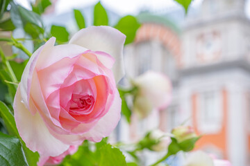 明るいピンクのバラとレトロな駅舎、優雅な春の風景