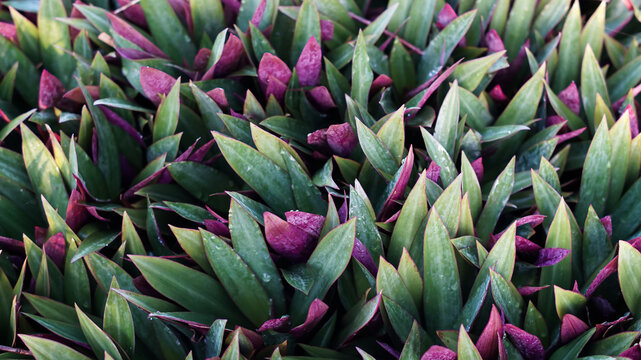 Photo of the Tradescantia spathacea ornamental plant.