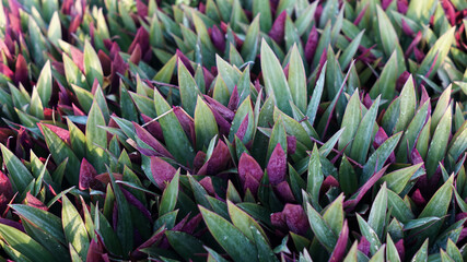Obraz premium Photo of the Tradescantia spathacea ornamental plant.