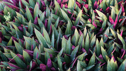 Obraz premium Photo of the Tradescantia spathacea ornamental plant.