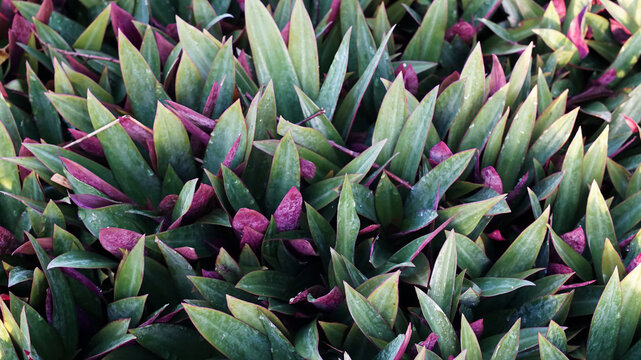 Photo of the Tradescantia spathacea ornamental plant.