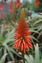 Aloe Flower