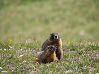Mating Pair of Yellow-Bellied Marmots in an Alpine Meadow in Rocky Mountain National Park, Colorado