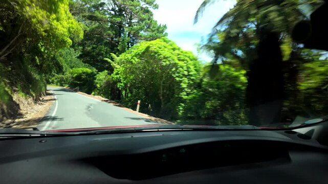 POV drive on narrow forest road under lush green canopy