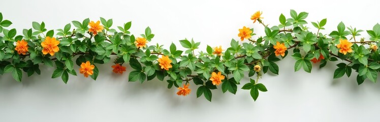 Obraz premium Green vine with orange blooms spreads across clean white backdrop. Lush foliage and bright flowers create natural spring summer border. Botany detail, fresh plant growth, organic decoration element.