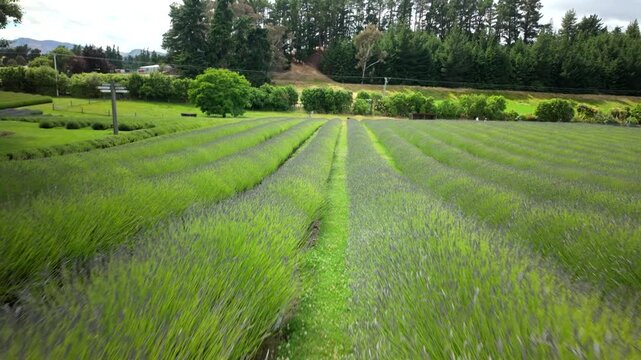 Walking path through green lavender field rows