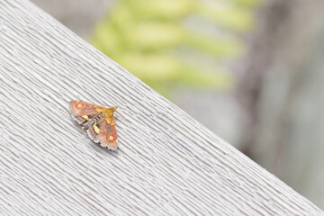 orange mint moth, Pyrausta orphisalis, resting with spread wings © ELINOR OSBORN