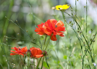 Beautiful flowering Buttercup or ranunculus (lat. - Ranunculus)