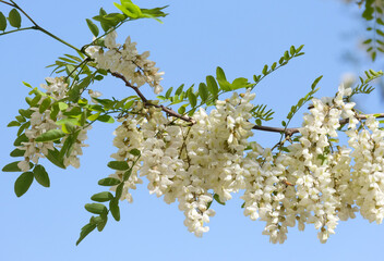 Black locust (lat.- Robinia pseudoacacia)