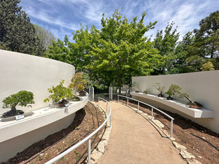 Bonsai collection in the Jerusalem Botanical Garden