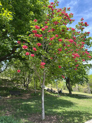 Red Horse Chestnut (lat.- Aesculus x carnea Briotii)