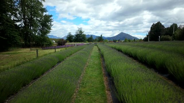 POV Walk Through Green Lavender Rows Wanaka New Zealand