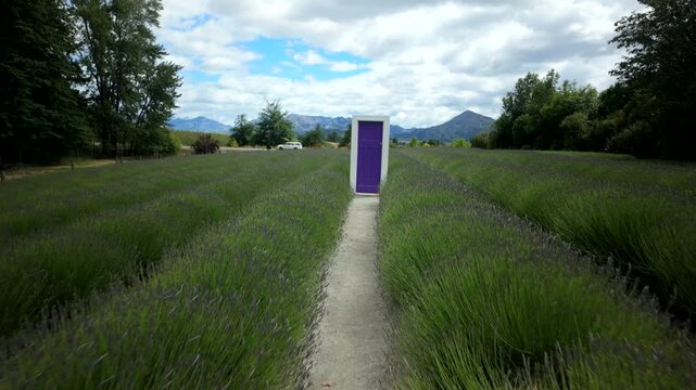 POV Approach to Purple Door in Lavender Field