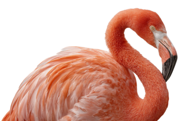 High quality flamingo depiction highlighting slender neck curved silhouette and serene wildlife elegance isolated on transparent background PNG