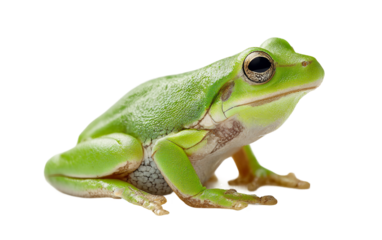 Realistic green tree frog depiction highlighting seated pose smooth skin and natural environmental adaptation isolated on transparent background PNG