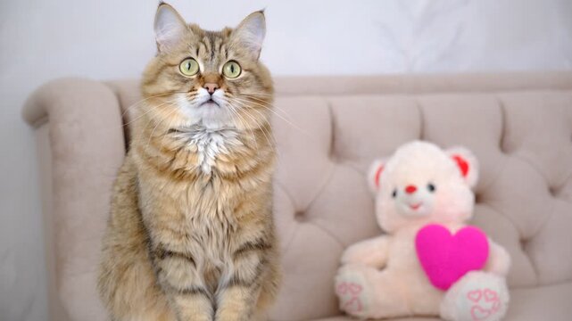 Cute tabby cat with soft toy, teddy bear with heart. Tabby crossbreed cat. Happy Valentines Day. Happy Birthday. Curious kitten looking at camera, cozy home. Atmospheric mood