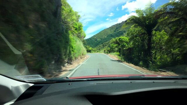 POV Driving Past Lush Ferns on Winding Forest Road