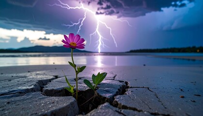 A solitary flower blooms amid cracked earth, lit by a striking bolt of lightning above a serene waterscape