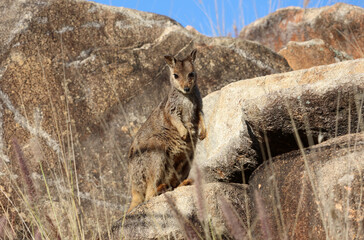 Rock Wallaby kangaroo animal standing on a large rock with long grass in Australia