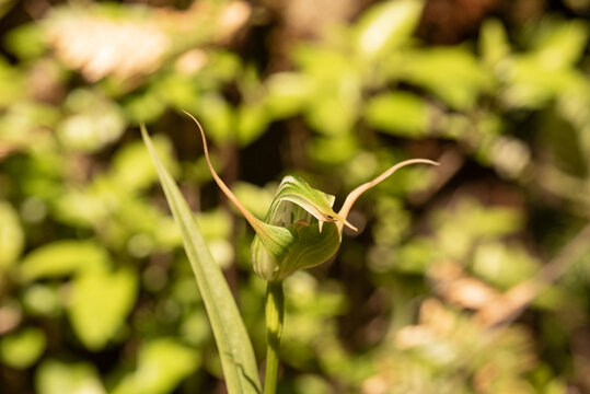 Closeup of a tutukiwi (Pterostylis banksii) flower. This is a species of greenhood orchid endemic to New Zealand.