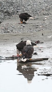 Three adult bald eagles eating salmon near a river in Alaska 