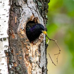 A starling carries twigs to its nest inside a birch tree trunk. Soft green background