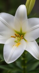 Close up of a beautiful white Easter lily flower with green accents.