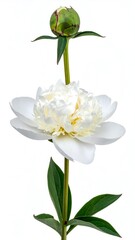 A white peony bloom, its delicate petals fully open, and a bud above it, against a plain white backdrop