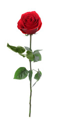 Red rose with green leaves isolated on white