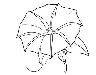 Line drawing of a large flower with multiple petals, leaves, and a bud, presented on a white background