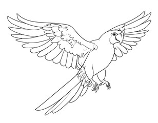 Line drawing of a parrot in flight, wings outstretched, displaying detailed feathers and a keen eye. The style is illustrative