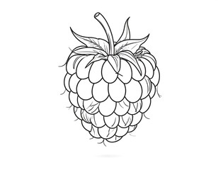 Line drawing of a raspberry. Black and white illustration of the berry, leaves, and stem on a white background