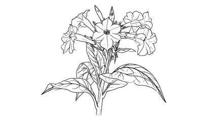 Line drawing of flowering plant with large leaves, showing detail of petals and foliage against a white background