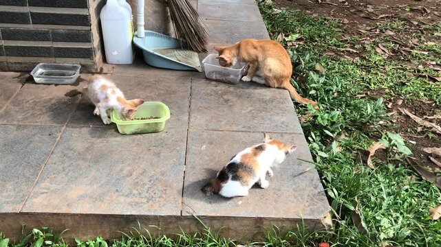 Cats Eating from Bowls on Patio.