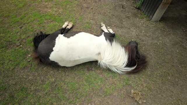 Resting Pinto Pony Lying On Farm Ground