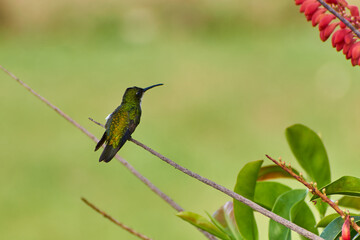 Beija-flor verde pousado em galho com espa&ccedil;o para texto e fundo desfocado

Beija-flor de plumagem verde iridescente pousado em um galho fino, com fundo natural desfocado em tons suaves de verde e ampl