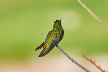 Fototapeta premium Beija-flor verde pousado em galho com espaço para texto e fundo desfocado